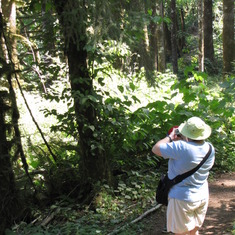 Tillamook State Forest Visitor Center's hiking trail.