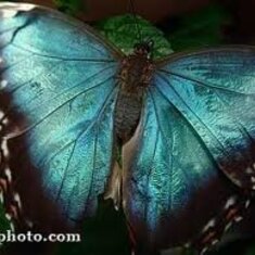 Mamma loved pretty Butterflies they were her favorites here is one for you Mamma Love you!