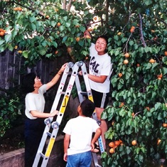 Picking apricots from our tree in the backyard