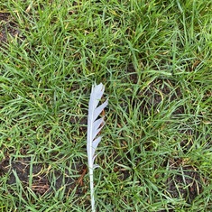 A white feather symbolises that your spiritual guide is present and is watching over you. 
