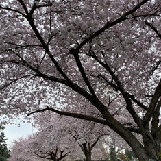 Cherry  Blossoms at Lakeview