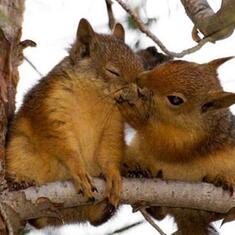 Pat and Jeff  Squirrel(ly) Lovers