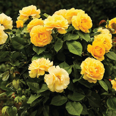 Yellow-Rose-Plant-Seeds-2 (1)