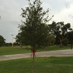 The Jeremy Tree, photo taken at our family gathering to honor him on the 2nd anniversary of his passing, July 19th, 2015.