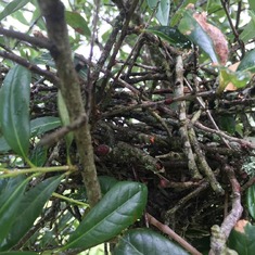 Bird's nest in the Jeremy tree in City Park