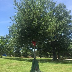 The Jeremy Tree in City Park thriving