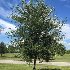 The Jeremy Tree in City Park, July 2017