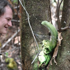 Jeremy looking at an invasive ungulate skull someone had placed in a tree, Hawaii Volcanoes National Park, 2015