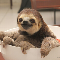 Jer loved sloths.  