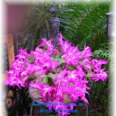 Christmas Cactus with text