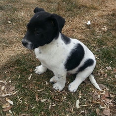 55-new puppy dexter 2-2012