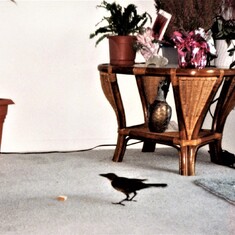 Joan's Cowbird friend dropping in for a snack