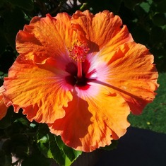 Hibiscus shared for mom-Angie's garden