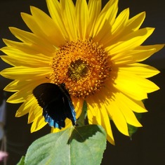 Angie captured a butterfly on a sunflower she was growing...