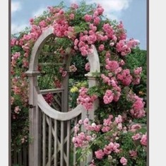 "Pearly Gates" climbing roses being planted in honor of mom in my garden entrance...they will grow around the arch entrance to the garden-beautiful pastel pink rose-March 2016 Angie