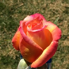 This Rose is named the "peace" Rose....I am planting this in my garden for Mom-March 2016-Angie