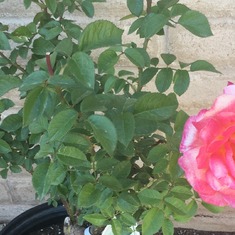 Mom's roses planted 3/19/16 by Angie