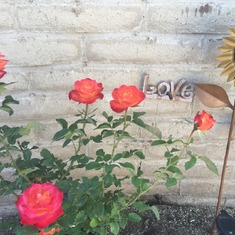 Mom's roses planted 3/19/16 by Angie