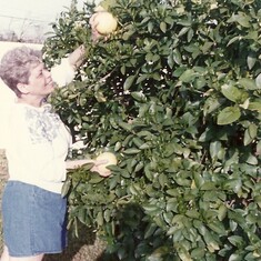 Mom loved her fruit trees on 26th street in Tucson, Arizona. Mom is picking pink grapefruit from this tree. So yummy.