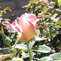 Happy Birthday Mom! Your rose bushes are blooming! Hope you know how much I miss and love you!