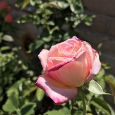 Mom's roses....2017