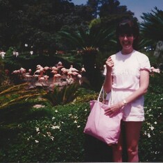 Flamingos 1989