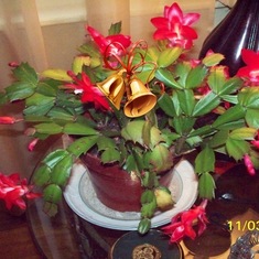 My Christmas cactus with my decorating on it