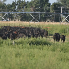 Last herd of cattle dad and mom had together.