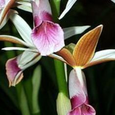 180px-Phaius_australis_flowers