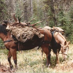 pack horse for elk hunting trip