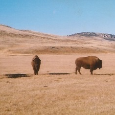 buffaloes 1