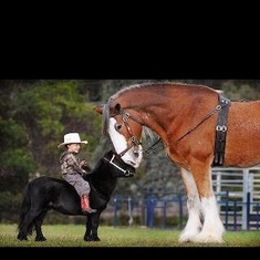 Reminds me of the Clydesdale Super Bowl commercials he loved so much!
