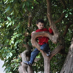 Joe's favorite climbing tree.