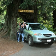 driving thru a giant redwood tree
