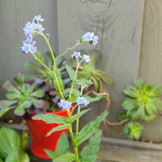 Forget Me Not is blooming in my garden. Miss my friend. 