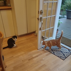 Spanky and Mango in our kitchen, Spring 2023
