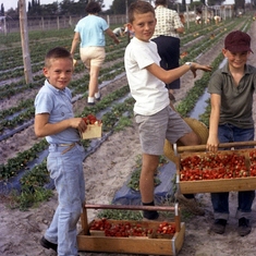 Picking strawberries outside Tampa