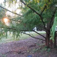 Josh's Tree at The Earth Kind Garden