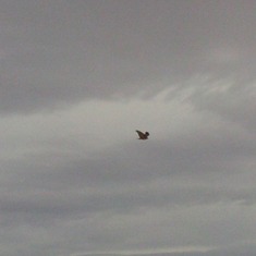 Josh took this photo of a hawk in Pioneertown.