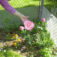 June 2007 Joyce showing off her pink rose