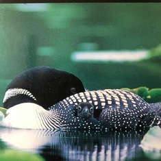 One of John’s many loon photos 