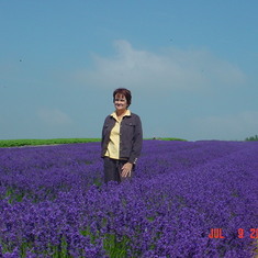 My Beautiful Flower in the Lavender field, England