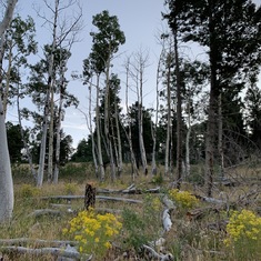 Canada Bonita aspen grove - a final resting place