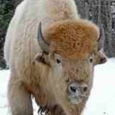 The rare white Buffalo. Jule enjoyed taking the family through Custer State Park to seek the Buffalo herds