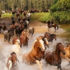 Mustangs being herded through The Black Hills