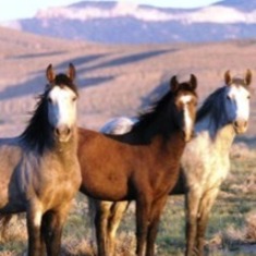 Wild Mustangs run free on the South Dakota open Prairie
