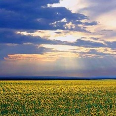 Sunflower crops cover the vast fields of the Prairielands