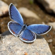 From Milton Leitenberg: 'little blue', Julian's favorite butterfly. 