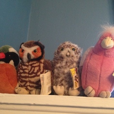 Julie's Bird Collection