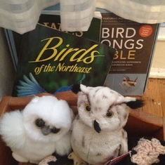 Julie's Bird Collection